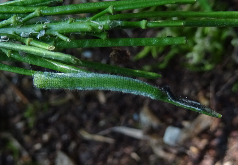 bruco : Anthocharis cardamines - Pieridae